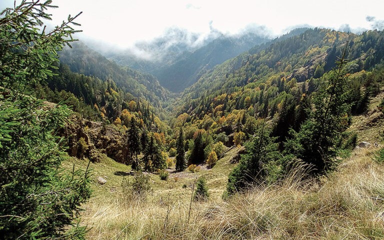 Άρθρο της Εφημερίδας Καθημερινή για την υποψηφιότητα του Παρθένου Δάσους